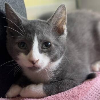 Shyla -  Domestic Short Hair Cat for Adoption in Ridgely, Maryland - Shyla | PetCurious