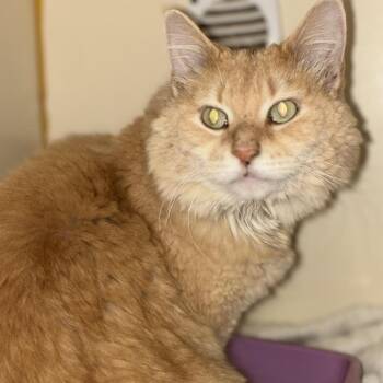 Bubby -  Domestic Medium Hair and Mixed Breed Cat for Adoption in South Elgin, Illinois - Bubby | PetCurious