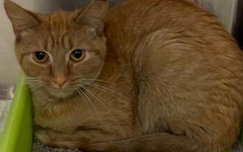 Domestic Short Hair Cats Available for Adoption in Elizabethton, Tennessee - TESA | PetCurious