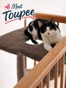 Domestic Short Hair Cats Available for Adoption in Laurel, Maryland - Toupee-Calm And Charming | PetCurious
