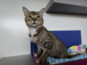 SAUL GOODMAN -  Domestic Short Hair Cat for Adoption in Auburn, California - SAUL GOODMAN | PetCurious