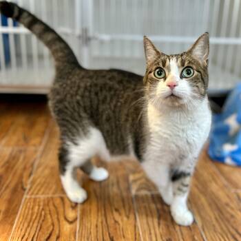 Domestic Short Hair Cats Available for Adoption in Guelph, Ontario - AJ | PetCurious