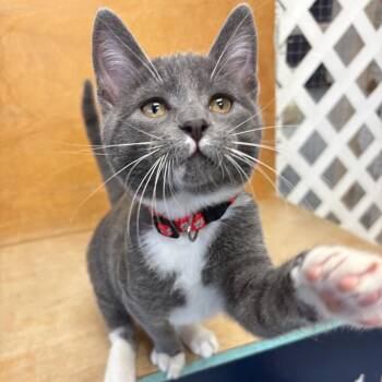 Bowser -  Domestic Short Hair Cat for Adoption in Hopewell, Virginia - Bowser | PetCurious