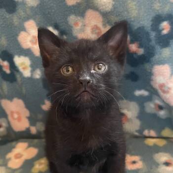 Gong -  Domestic Short Hair Cat for Adoption in Newberg, Oregon - Gong | PetCurious