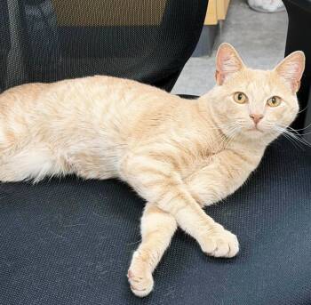Couch Potato -  Tabby Cat Available for Adoption in Philadelphia, Pennsylvania - Couch Potato | PetCurious