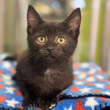 Beryl -  Domestic Short Hair Cat for Adoption in Brownsboro, Alabama - Beryl | PetCurious