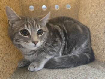 Domestic Short Hair Cats Available for Adoption in Hagerstown, Maryland - JUNO | PetCurious