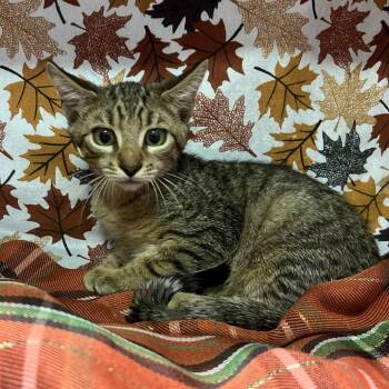 Dot -  Domestic Short Hair Cat for Adoption - Dot | PetCurious