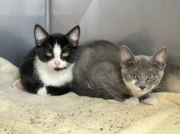 Aggie & Dylan -  Domestic Short Hair Cat for Adoption in Medfield, Massachusetts - Aggie & Dylan | PetCurious