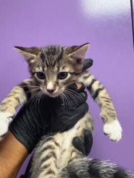Domestic Short Hair Cats Available for Adoption in El Paso, Texas - 60887227 | PetCurious