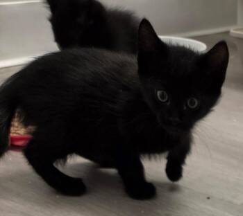 Cosmo -  Domestic Short Hair Cat Available for Adoption in Town 