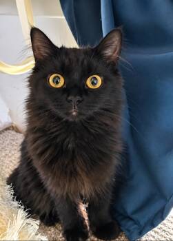 Owl Kitty -  Domestic Long Hair Cat for Adoption in Millcreek, Utah - Owl Kitty | PetCurious