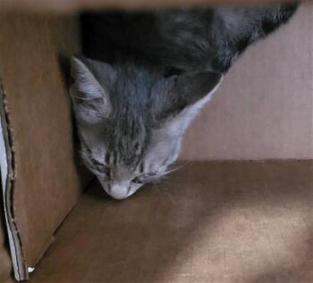 CAMDEN -  Domestic Medium Hair Cat for Adoption in Dallas, Texas - CAMDEN | PetCurious