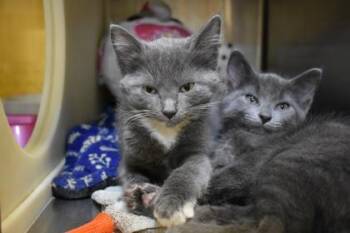 Dewey -  Domestic Short Hair Cat for Adoption in Kansas City, Missouri - Dewey | PetCurious