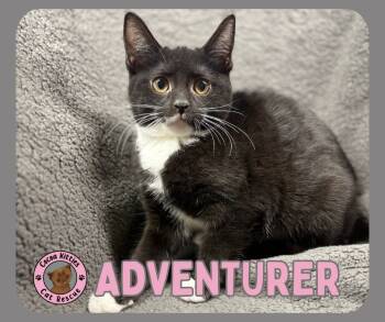 Rescue Domestic Short Hair Cats for Adoption in Hershey, Pennsylvania - Adventurer | PetCurious