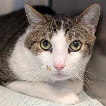 Rescue Domestic Short Hair Cats for Adoption - Chip | PetCurious