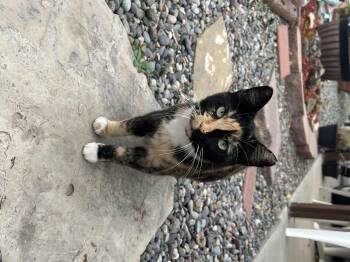 Rescue Domestic Short Hair Cats for Adoption in Steamboat Springs, Colorado - Itty Bitty | PetCurious