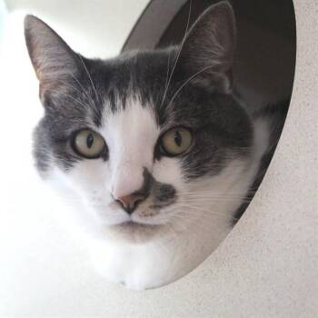 DOJA -  Domestic Short Hair Cat for Adoption in Westminster, Maryland - DOJA | PetCurious