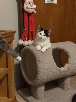 Rescue Domestic Medium Hair Cats for Adoption - Cheyenne | PetCurious