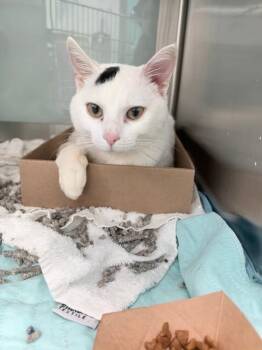Elliot -  Domestic Short Hair Cat for Adoption - Elliot | PetCurious