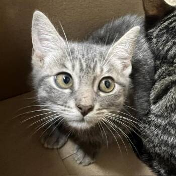 Darwin -  Domestic Short Hair Cat for Adoption in Lake Panasoffkee, Florida - Darwin | PetCurious