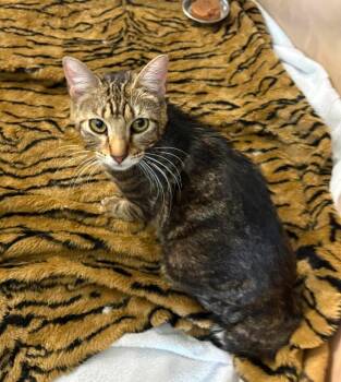 Aphmau -  Domestic Short Hair Cat for Adoption in Newnan, Georgia - Aphmau | PetCurious