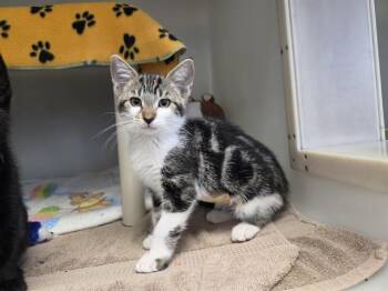 JILL -  Domestic Short Hair Cat for Adoption in Salinas, California - JILL | PetCurious