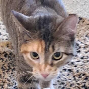 Domestic Short Hair Cats Available for Adoption - Sol | PetCurious