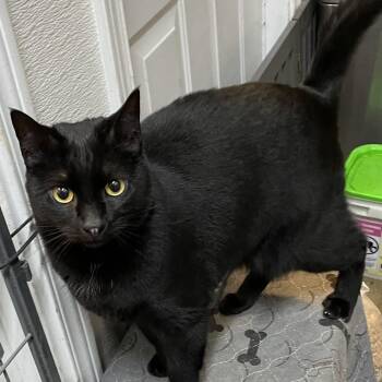 Domestic Short Hair Cats Available for Adoption - Merlin | PetCurious