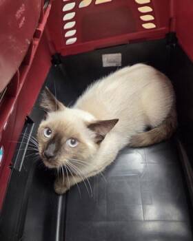 Cedar -  Siamese Cat for Adoption in Sacramento, California - Cedar | PetCurious
