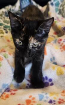 Kia Vroom Vroom -  Tortoiseshell Cat for Adoption in Chandler, Arizona - Kia Vroom Vroom | PetCurious