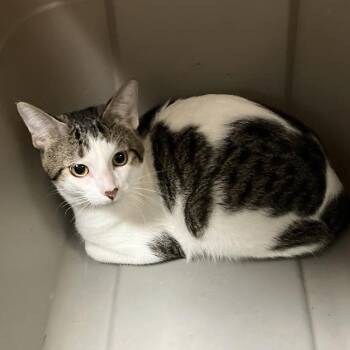 Jerry B. Jenkins -  Domestic Short Hair Cat for Adoption in Dekalb, Illinois - Jerry B. Jenkins | PetCurious