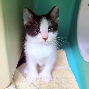 Waltz -  Domestic Short Hair Cat for Adoption - Waltz | PetCurious