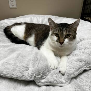 Rescue Domestic Short Hair Cats for Adoption in Medina, Ohio - Jelly | PetCurious