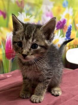 Domestic Short Hair Cats Available for Adoption in San Antonio, Texas - Chris Purrat | PetCurious