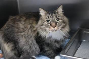 Domestic Long Hair and Domestic Short Hair Cats Available for Adoption in Brunswick, Georgia - Raggy | PetCurious