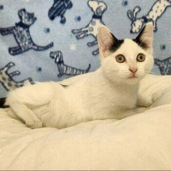 Rescue Domestic Short Hair Cats for Adoption in Benld, Illinois - Tammy | PetCurious