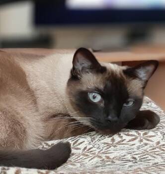 Cautionary- not for adoption -  American Shorthair Cat for Adoption in Bettles, Alaska - Cautionary- Not For Adoption | PetCurious