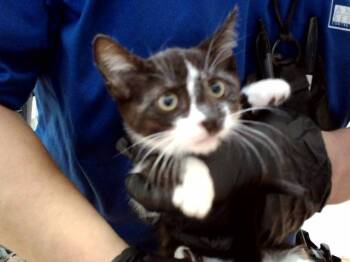 MELISSA -  Domestic Short Hair Cat for Adoption in Martinez, California - MELISSA | PetCurious