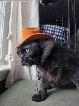 Domestic Long Hair Cats Available for Adoption - Augustus | PetCurious