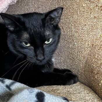 Kim -  Domestic Short Hair Cat for Adoption in Lenexa, Kansas - Kim | PetCurious