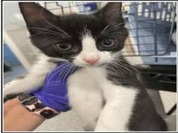 Domestic Short Hair Cats Available for Adoption in Largo, Florida - Reed | PetCurious