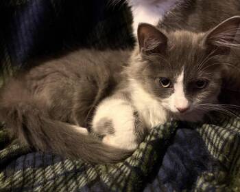 Fuzzy -  Domestic Medium Hair Cat for Adoption in Maineville, Ohio - Fuzzy | PetCurious