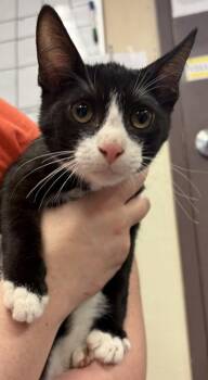 Emu -  Domestic Short Hair Cat for Adoption in West Chester, Pennsylvania - Emu | PetCurious