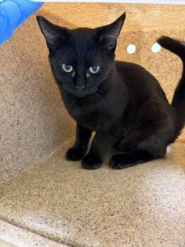 Rose -  Domestic Short Hair Cat for Adoption in Raleigh, North Carolina - Rose | PetCurious