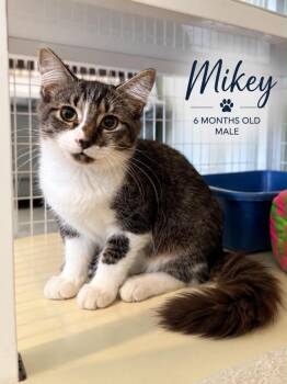 Mikey -  Domestic Medium Hair Cat for Adoption in Kingsland, Georgia - Mikey | PetCurious