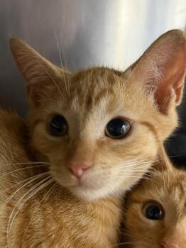 Red Bull -  Domestic Short Hair Cat for Adoption in Pomona, New York - Red Bull | PetCurious