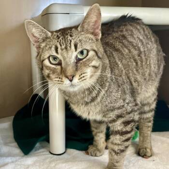 American Shorthair Cats Available for Adoption in Freeport, Florida - Leo | PetCurious
