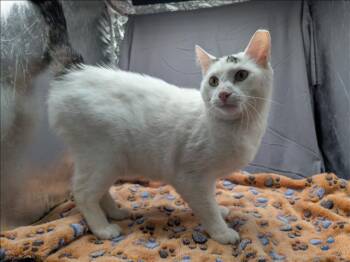 Domestic Short Hair Cats Available for Adoption in Grovetown, Georgia - A121106 | PetCurious