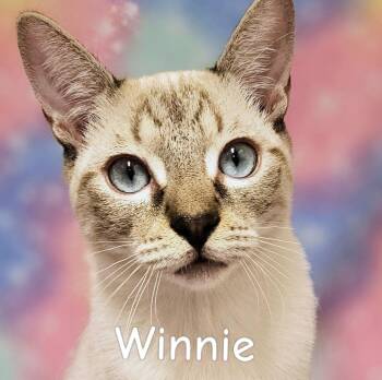 Winnie - Rancho Cucamonga PetSmart -  Siamese Cat for Adoption in Yorba Linda, California - Winnie - Rancho Cucamonga PetSmart | PetCurious